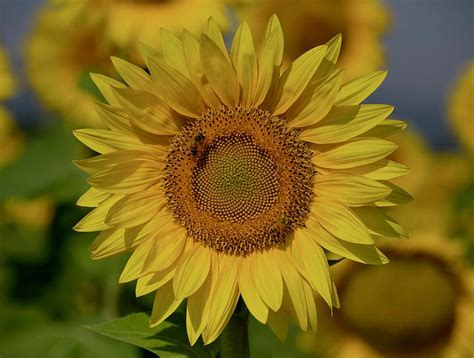 Perfect Sunflower With A Bee Photograph By Lynn Hopwood Pixels