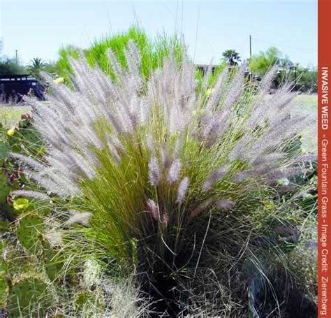 Invasive Plant Green Fountain Grass