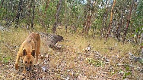 New Gps Project To Track Wild Dogs Every Step Stop Attacks The