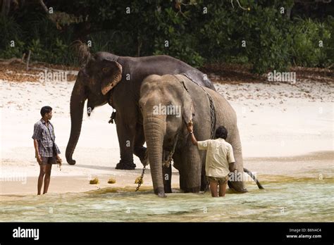 Elephants Island Hi Res Stock Photography And Images Alamy