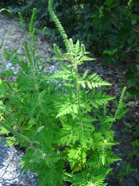 Some other common ragweed species include. Ragweed WCV - Wildfoods 4 Wildlife
