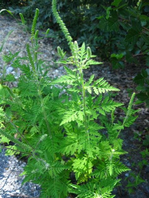 Ragweed synonyms, ragweed pronunciation, ragweed translation, english dictionary definition of ragweed. Ragweed WCV - Wildfoods 4 Wildlife