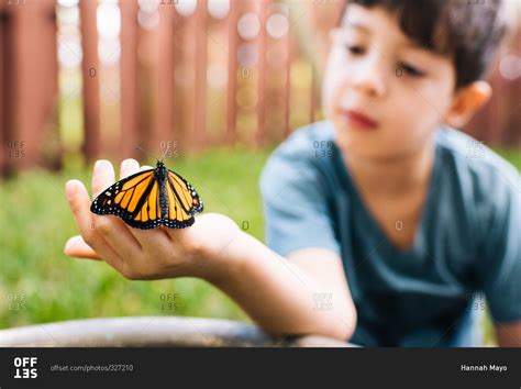 Little Boy Watching A Butterfly Climb On His Hand Stock Photo Offset