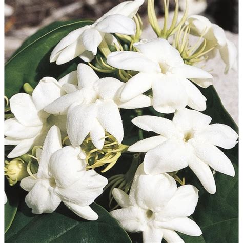 White Arabian Jasmine Flowering Shrub In Pot With Soil L5922 At
