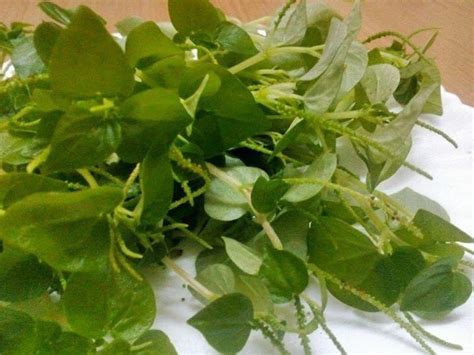 Sirih cina atau dikenal juga dengan nama ketumpang air merupakan tanaman yang. Ramai Tak Tahu Khasiat Pokok Sirih Cina. Lelaki Ini Kongsi ...