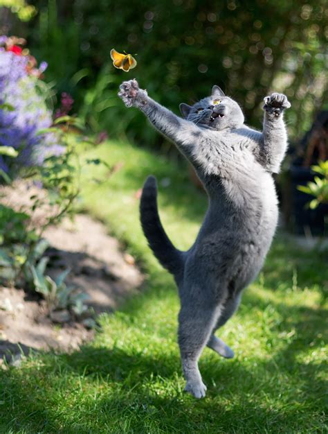 29 Cats Leaping For Leap Day