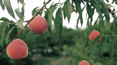 Sweet Peach Farm 2 Youtube