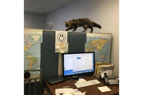 21 Office Cats Hard At Work Officing Cuteness