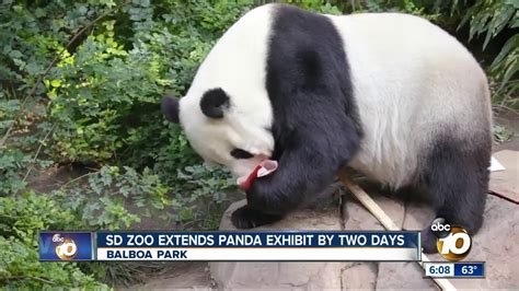 San Diego Zoo Extends Panda Exhibit By Two Days Youtube