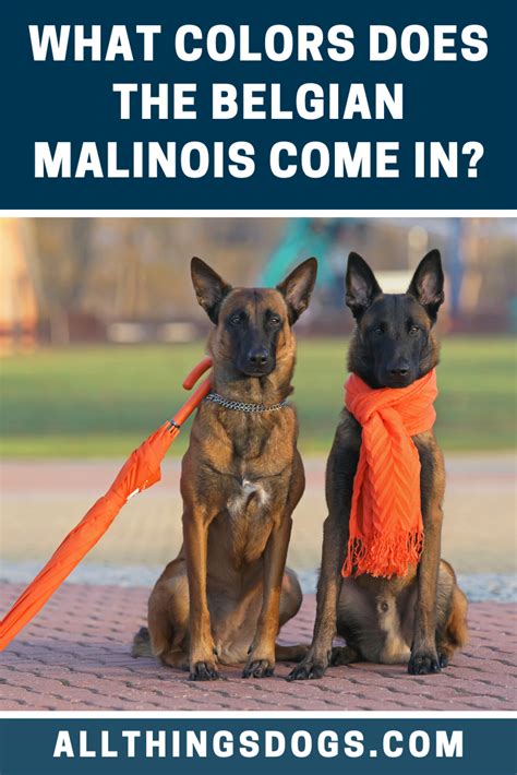 The coat colors of belgian malinois are mixed. The base Belgian Malinois color can range from a light yellowish tan to a mahogany; you will ...