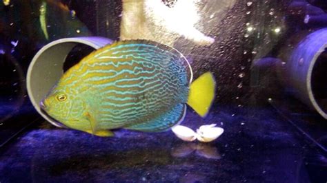 Fully Grown Maze Angelfish Is A Stunning Representation Of This Elusive