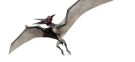 Pteranodon Jurassic World Revival New Ideas By Matt Weaver Wiki Fandom