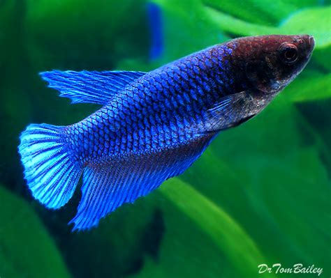 So whenever you see a brightly colored betta fish in an aquarium, chances are high that it is a betta male. Female Betta Fish for Sale - AquariumFish.net