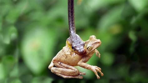 1154540 Snake Wildlife Frog Amphibian Gecko Toad Lizard Reptile