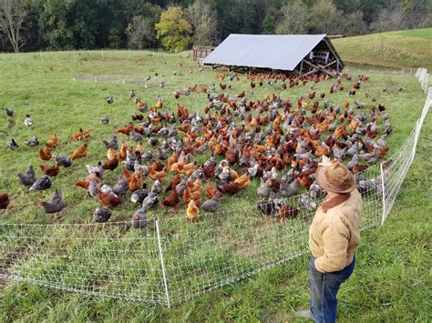 Selecting The Best Chicken Breeds For Your Homestead Murray Mcmurray