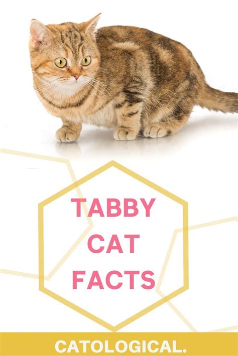Tabby Cat Facts Cat Facts Most Popular Cat Breeds Tabby Cat
