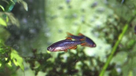 21 Small Freshwater Fish For Nano Tanks And Aquariums
