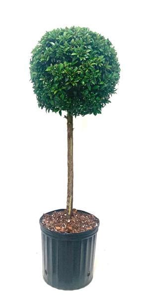 Eugenia Topiary 1 Ball Blooming Plants