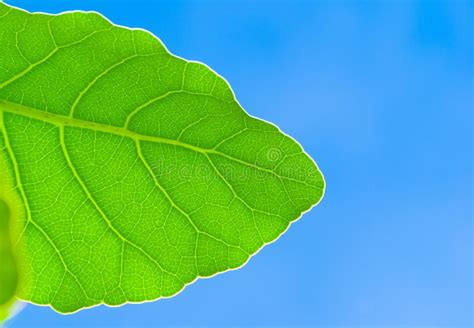 Fresh Green Leaf And Blue Sky Stock Photo Image Of Beautiful Nature