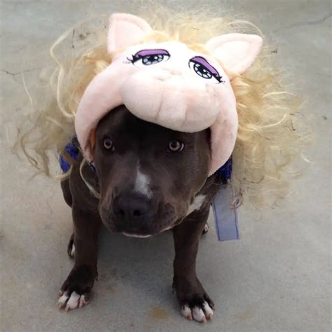 The 70 Greatest Pit Bull Halloween Costumes Ever Page 5 The Paws