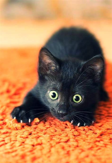 Unique portrait mother cat paw around baby kitten. 40 Beautiful Pictures of Black Cats