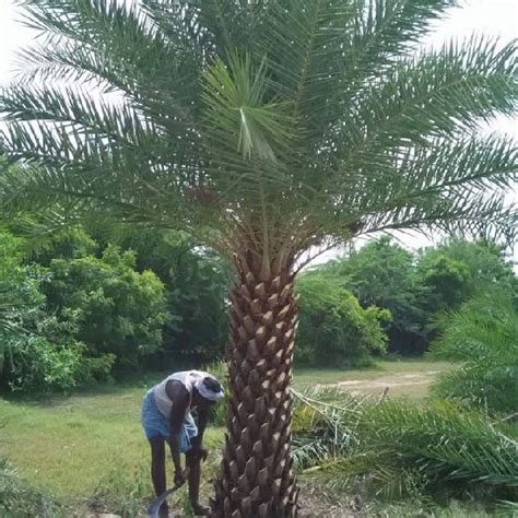 Dates Palm Tree Coconut Tree Supplier Yashini Gardening Service