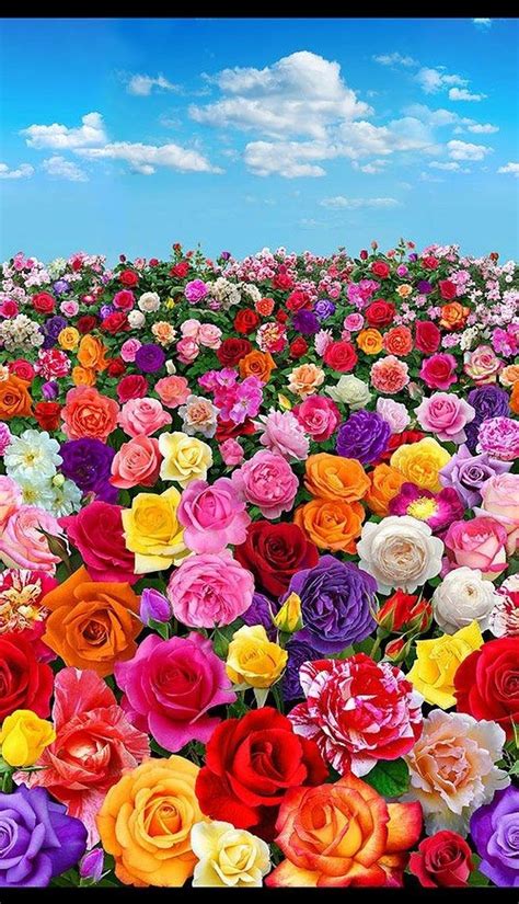 Pin Von Karla Chandler Auf Flores Schöne Blumen Wunderschöne Blumen