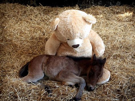 Meet Breeze And Button Orphaned Foal Makes Friends With A Giant Teddy