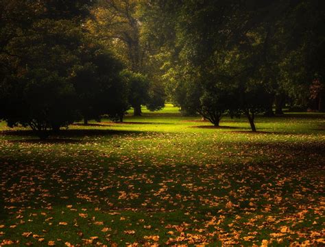 4555722 Australia Calm Landscape Park Trees Nature Fall