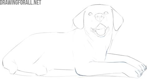 Dog Laying Down Sketch Sketch Coloring Page