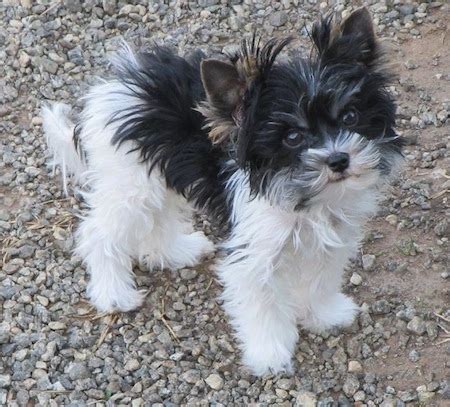Maybe you would like to learn more about one of these? Biewer Terrier Info, Temperament, Puppies, Pictures