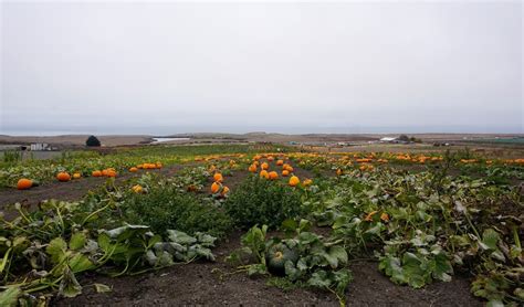 7 Pumpkin Patches In Half Moon Bay To Visit Before Halloween 49 Miles