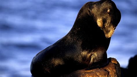 Facts About Marine Mammals Marine Choices