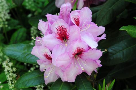 Free Images Nature Blossom Flower Petal Botany Pink Flora