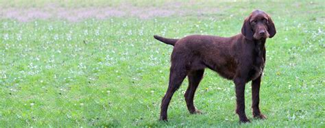 pudelpointer dog breed facts  information wag dog walking