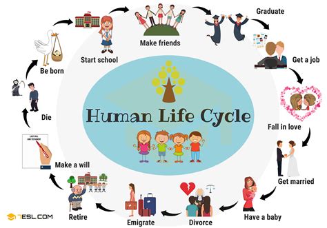 Human Life Cycle 1 7 E S L