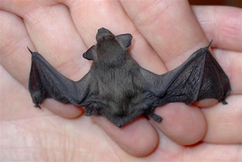 Bats Appearance And Sexing Wildlife Online