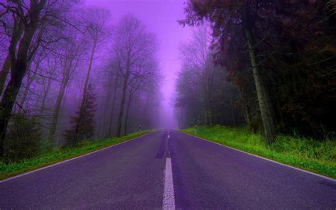Nature Trees Purple Fog Woods Roads Wallpaper 2560x1600 54145