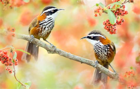 Wallpaper Birds Nature Berries Branch Pair Taiwan For Mobile And