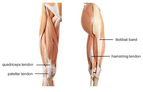 A muscle called the iliopsoas muscle flexes your hip, and it's attached to your upper thigh by a tendon. Leg Knee anatomy