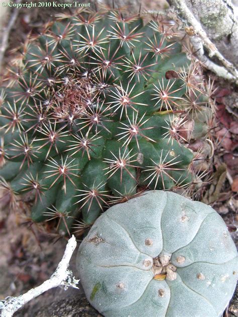 Here at the magic mushroom shop, we have a lot of customers asking us about san pedro, and what do you need? Mammillaria-hemisphaerica-8480-cp - Trout's Notes