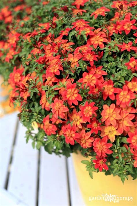 26 of 31 coleus and lantana combo Heat-Tolerant Plants that Love the Sun | Heat tolerant ...
