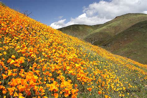 Alpenglow Images California Poppy And Wildflower Photographs By Greg