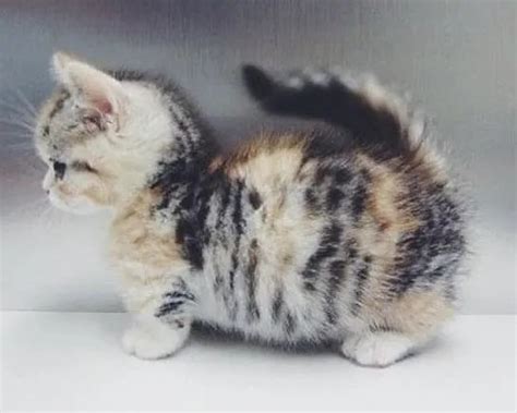 21 munchkin kittens that prove size doesn t matter