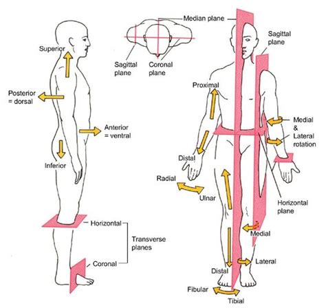 For a human in anatomical position, this pair of terms is equivalent to anterior and posterior. Free Diagrams Human Body | Diagram showing the chief terms ...