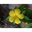 5 Petrel Yellow Flower With Stalk And Jagged Leaves  Flowers Forums