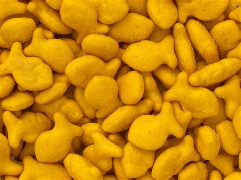 Can Goldfish Eat Crackers Aquarium Fish Mag