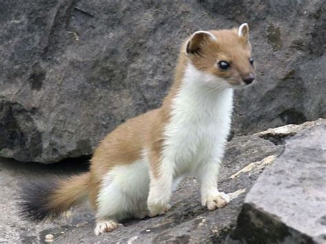 139 Best Ermine And Weasels Make Me Happy Images On Pinterest Animals