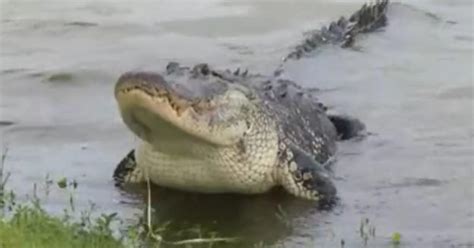 Massive Alligator Captured In Backyard Of Orlando Home Cbs Miami