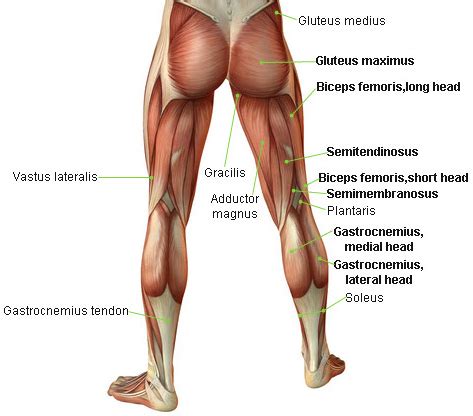 The following life study male figure in a lunging pose, shows a figure bending one leg while the other is outstretched. How to Perform Leg Curls for Maximum Strength and Development